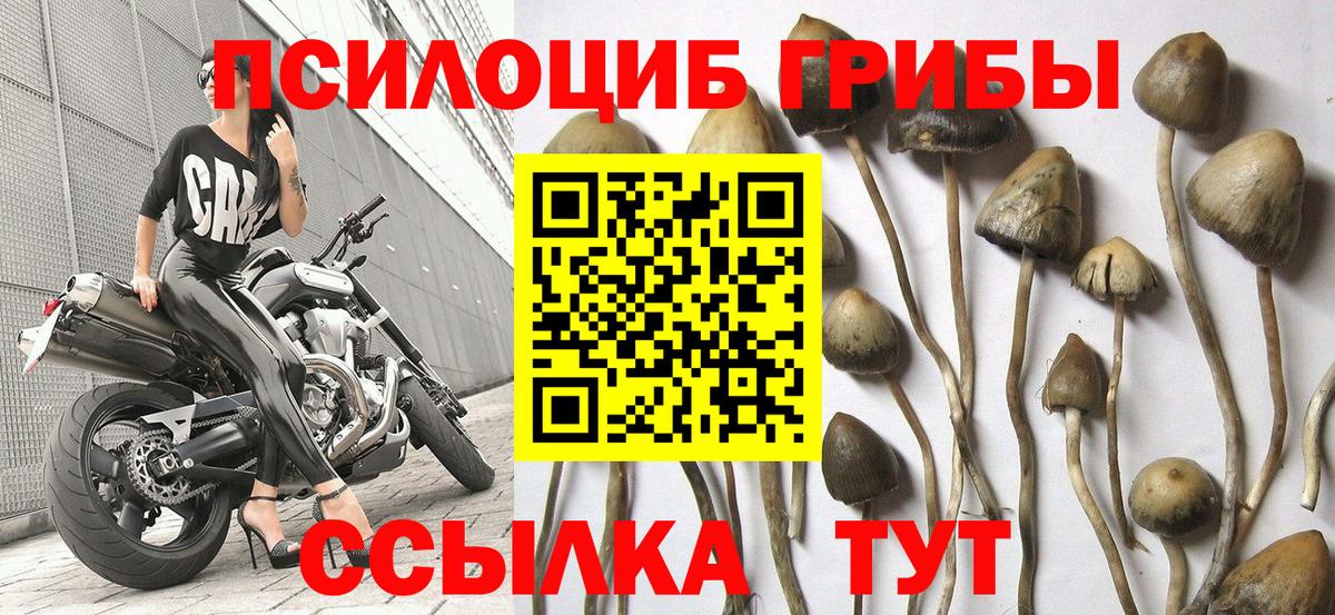 Галлюциногенные грибы Psilocybe  Вход с VPN  Кашира 